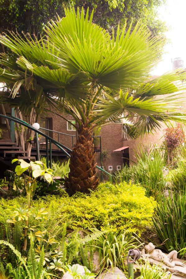 Suite 4A, Terraza, Garden House, Welcome To San Angel Mexico City Exterior photo